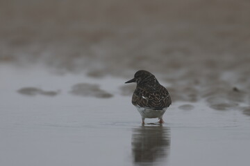 ruddy turnstone