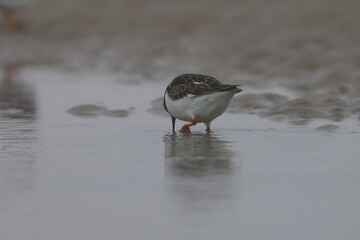ruddy turnstone