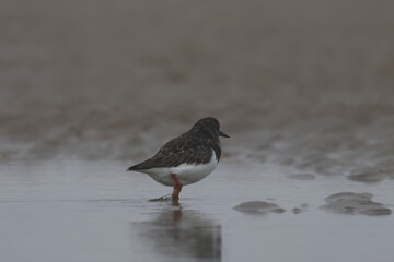 ruddy turnstone