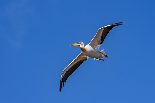 Great white pelican in flight soaring through clear blue sky, African wildlife