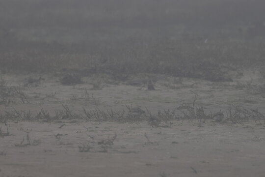 horned lark