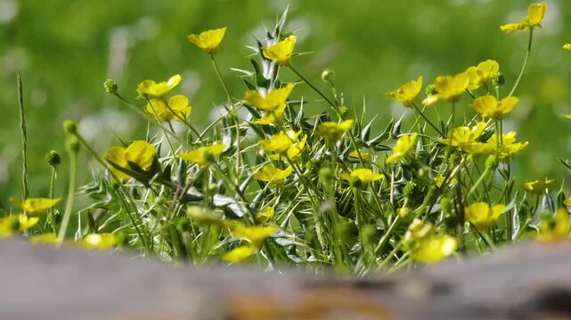 A close-up shot of vibrant yellow spring flowers (Ranunculus) quivering slightly in the wind in a park or meadow. The lush green background provides a natural, bright setting for the wild plants.