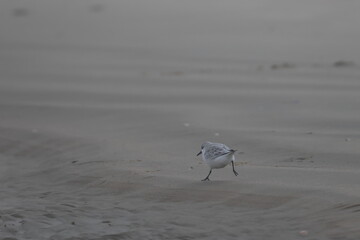 sanderling
