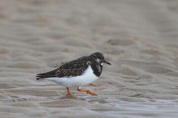 ruddy turnstone