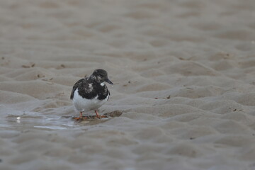 ruddy turnstone