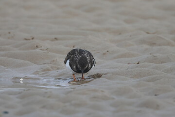 ruddy turnstone