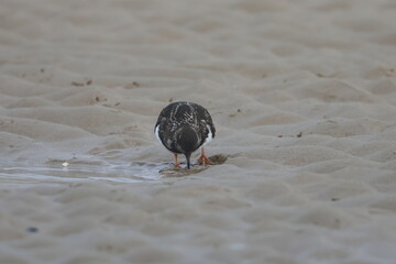 ruddy turnstone