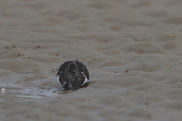 ruddy turnstone