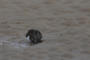 ruddy turnstone