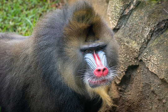 Mandrill