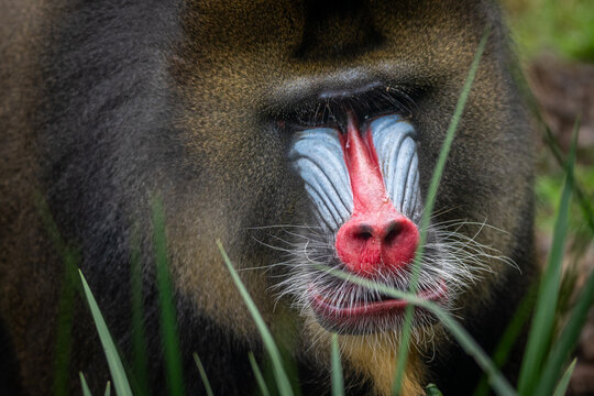 Mandrill