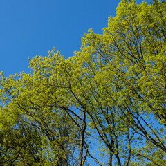 Obraz premium yellow maple tree