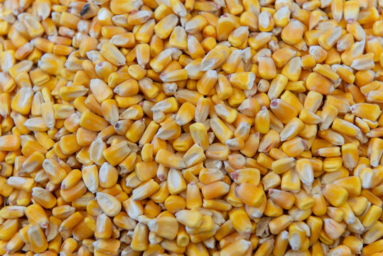 Yellow corn kernels texture background, close up full frame
