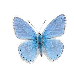 Obraz premium A single blue butterfly perched on a clean white background, ready for close-up photography or design work. transparent background