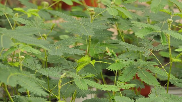 Mimosa pudica,also called sensitive plant. The sensitive compound leaves quickly fold inward and droop when touched or shaken and re-open a few minutes later.