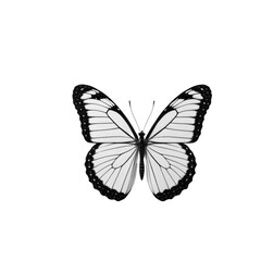 Obraz premium A single black and white butterfly perched on a white background, highlighting its delicate features. transparent background