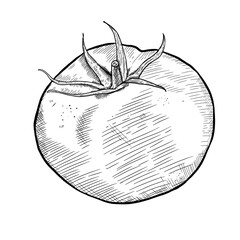 Tomato, hand drawn vintage sketch of organic vegetable. Vector illustration