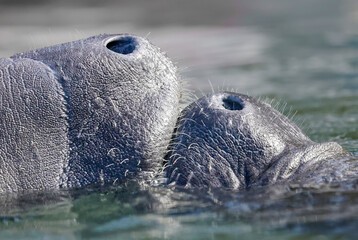 Precious Manatee Nose Snuggles Kayaking Silver Springs Florida Breeding Season Mating 