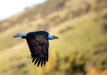Fototapeta premium bald eagle in flight up close