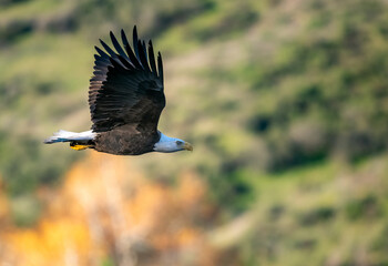 Fototapeta premium Bald eagle in flight up close in Yucaipa