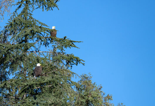 Two bald eagles perched on a pine tree in Yucaipa in a beautiful winter scene