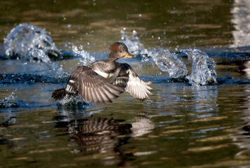Female hooded merganser splashing water at take off for a dynamic shot