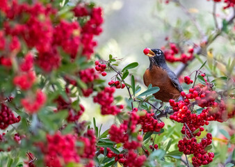 American Robin eating toyon berries in a Hallmark card type image