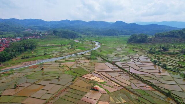 Aerial drone footage of a beautiful rice field agricultural valley, muddy and multi patterns, a main wild river in Salem small town, Brebes regency, Java island, Indonesia, with mountains around