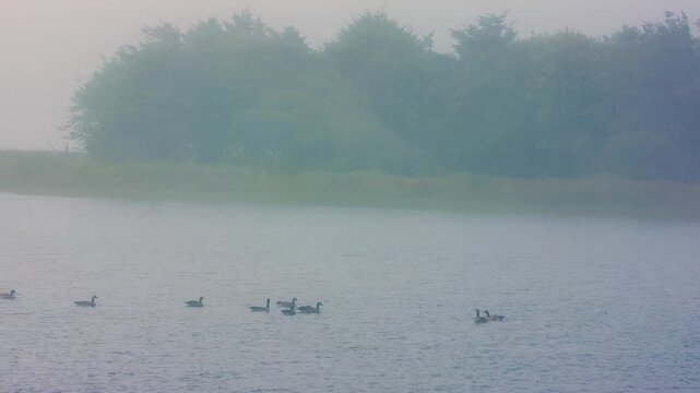 A serene, misty morning landscape on the Oregon coast, featuring a calm lake with several ducks (possibly Canada geese or similar waterfowl) swimming peacefully. The background shows a tree line obscu