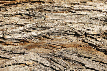 Tree bark texture background. Natural wooden surface with cracked rough pattern. Organic forest material closeup. Aged bark detail for nature design and rustic backgrounds.