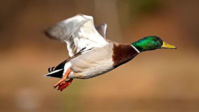 A male mallard duck with a vibrant green head and brown chest flying gracefully.