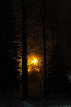 the beautiful liht in the forest 