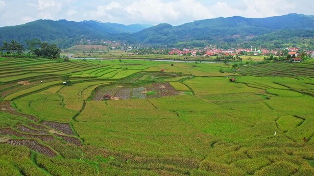 Aerial drone footage of a beautiful rice field agricultural valley, with green and multi patterns, a river in Salem small town, Brebes regency, Java island, Indonesia, with mountains around