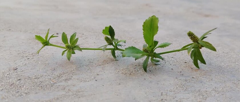 Plant cutting growing in concrete crack