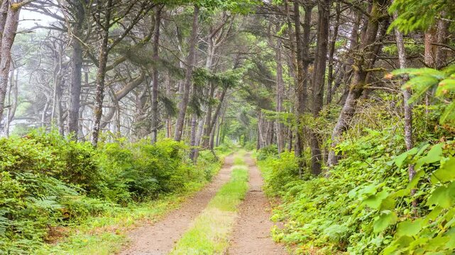 Footage of a tranquil, tree-lined dirt road winding through a lush green forest, possibly near Sand Lake on the Oregon coast. The scene is serene and natural, ideal for projects related to nature, tra