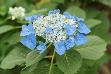 庭で咲く青色のガクアジサイの花