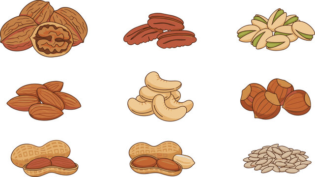 Assorted Nuts Illustration Set Featuring Walnuts, Pecans, Pistachios, Almonds, Cashews, Hazelnuts, Peanuts, and Seeds