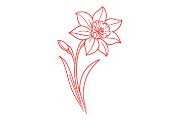 Daffodil line art drawing with red outline, spring flower sketch, botany graphic design element on transparent background