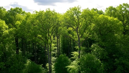 Fototapeta premium Vibrant forest under cloudy sky