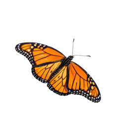 Obraz premium A colorful butterfly with distinctive black spots on its wings, suitable for use in illustrations or designs about nature, wildlife, and insects. transparent background