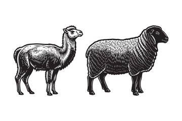 Obraz premium Llama and Sheep Side-by-Side, Farm Animals in Retro Style