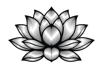 Lotus flower blossom, spiritual and wellness symbol