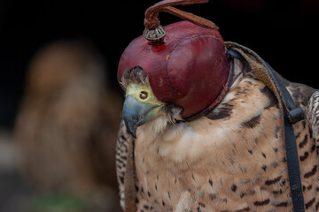 close up of a hawk