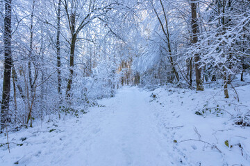 Fototapeta premium hiking trail in a snowy forest in the German Oberberg district