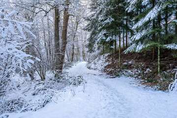 hiking trail in a snowy forest in the German Oberberg district