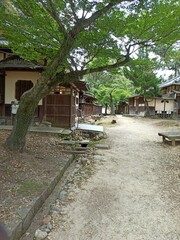 Fototapeta premium Nara Travel, Japan Trip