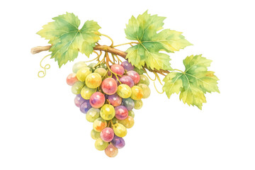 Fototapeta na wymiar Watercolor painting showing ripe grape bunch with green leaves on a vine branch, fresh fruit harvest on transparent background