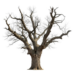 Majestic aged oak tree with intricate branches against a stark white backdrop