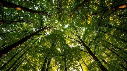 Fototapeta premium Canopy of green leaves