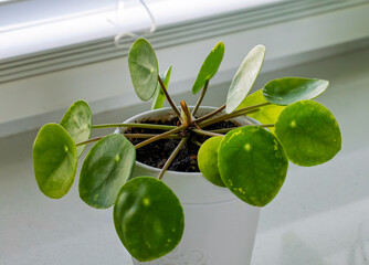 Green plant on a windowsill in a modern home. Chinese Money Plant (Pilea peperomioides), also known by other names such as the pancake plant, UFO plant, or friendship plant. Close-up, selective focus.